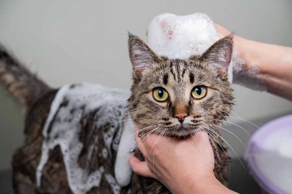 Basic Mobile Grooming | Cat (Without Haircut/Shave)