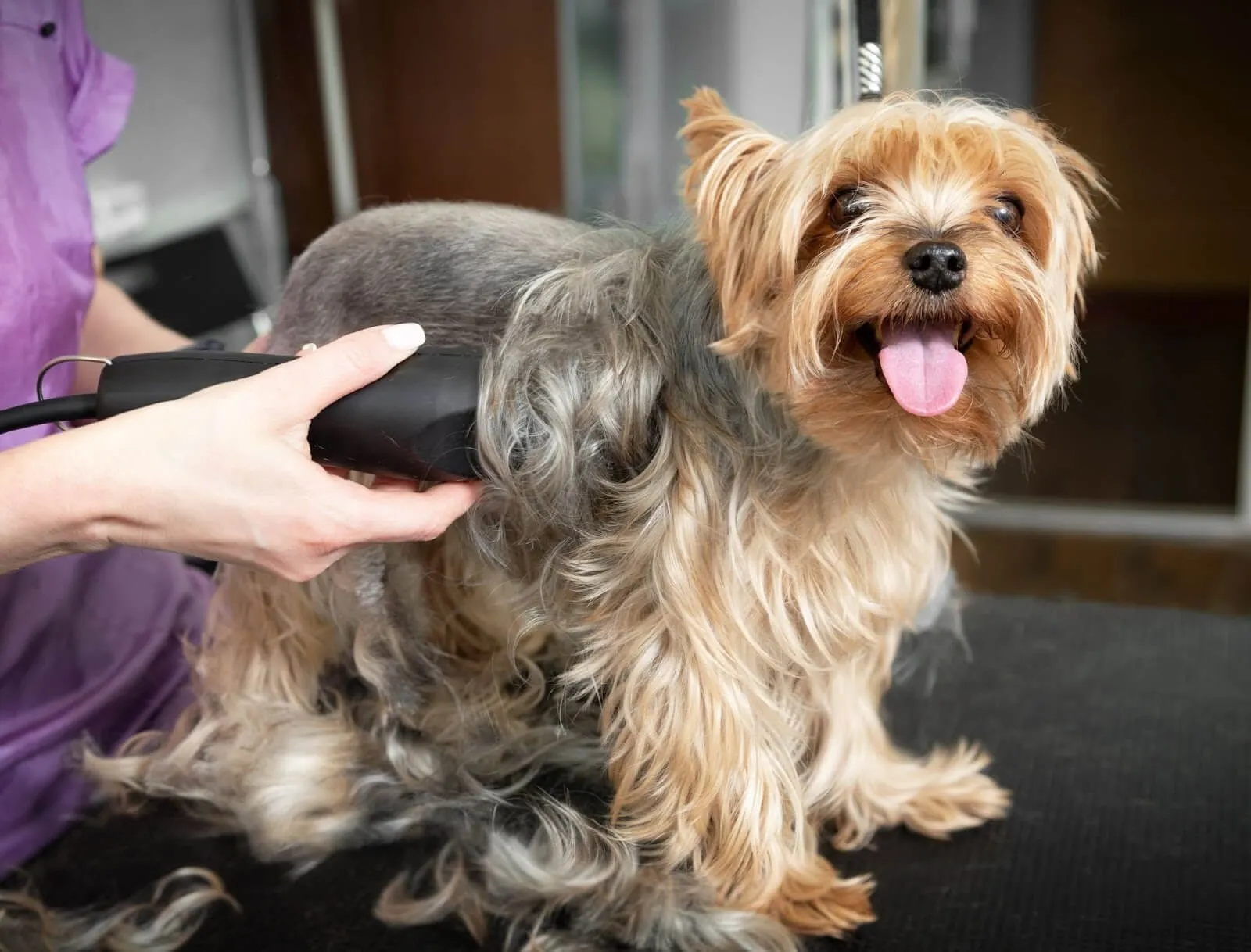 Full Mobile Grooming | Medium Dog (Includes Haircut/Shave)