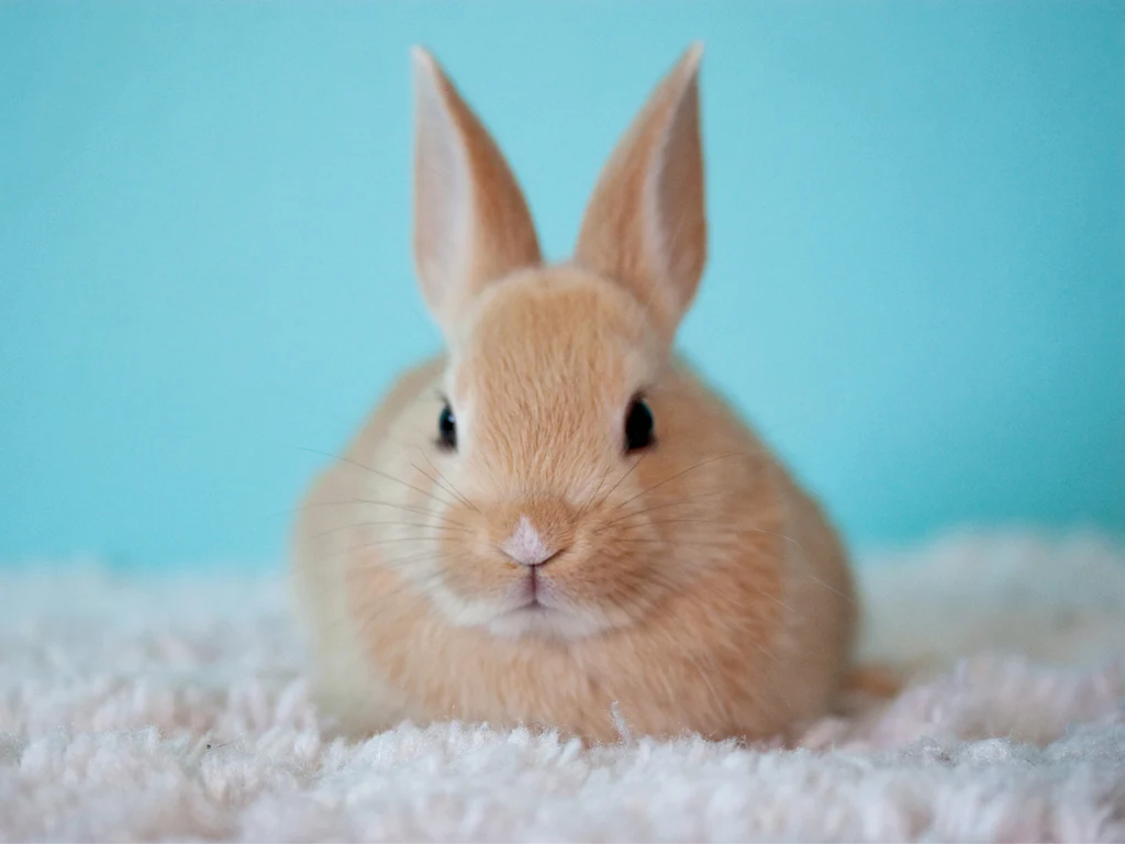 Basic Mobile Grooming | Rabbit