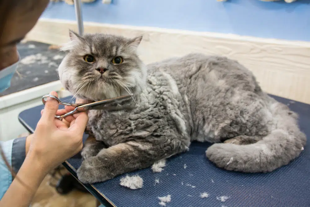 Full Mobile Grooming | Cat (Includes Haircut/Shave)