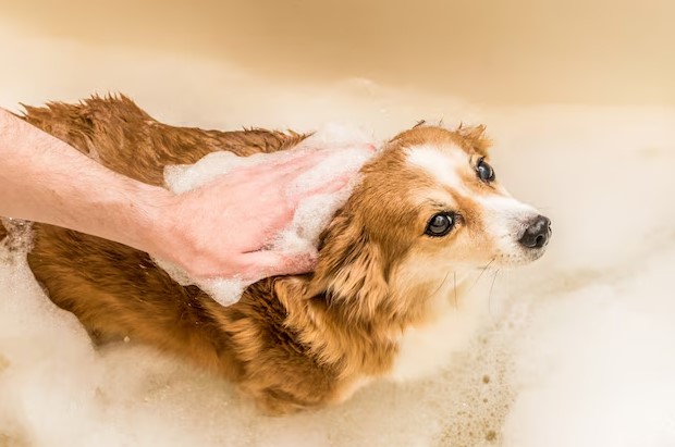 Mobile Shower & Blowdry | Small Dog (Without Haircut/Shave)