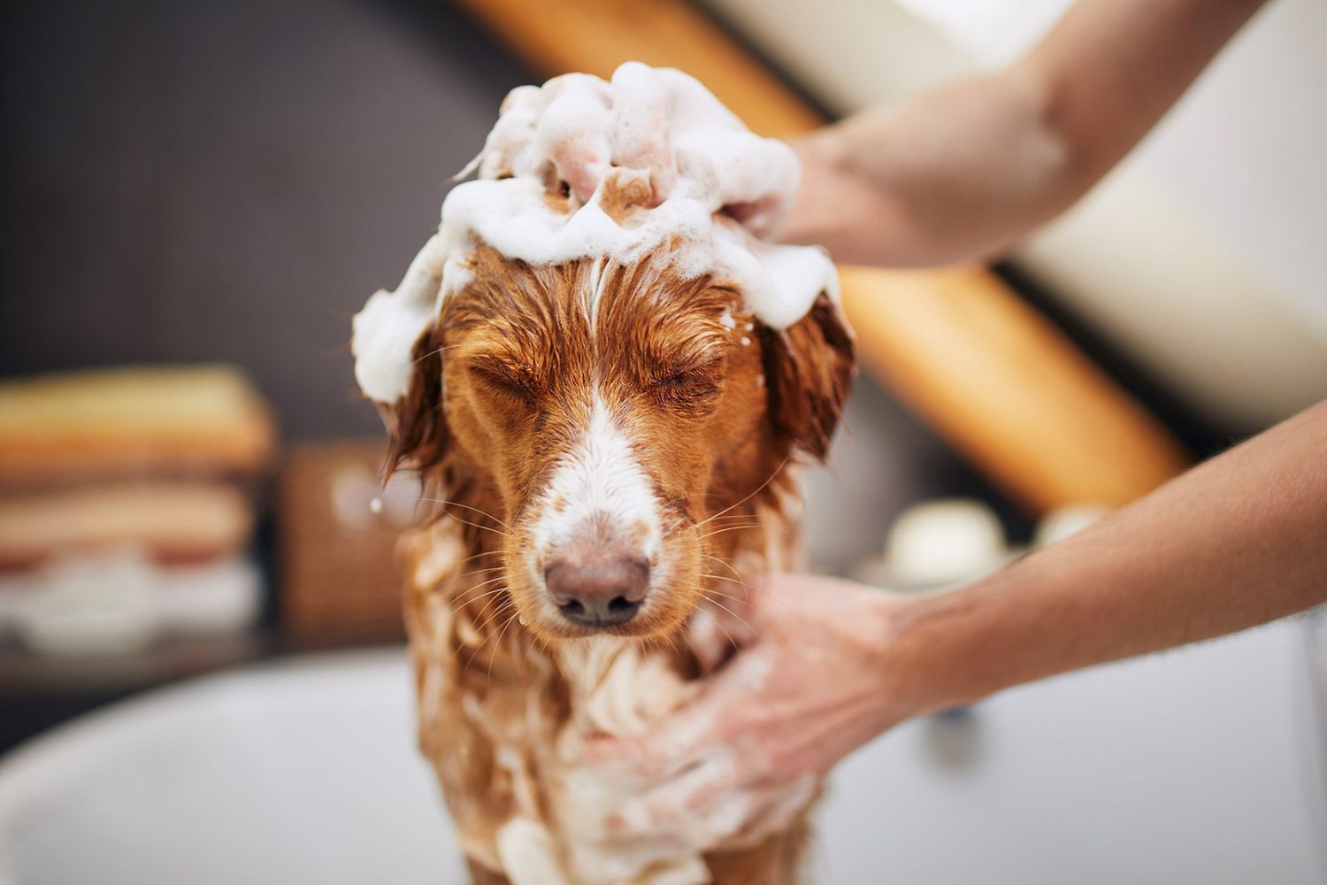 Mobile Shower & Blowdry | Medium Dog (Without Haircut/Shave)