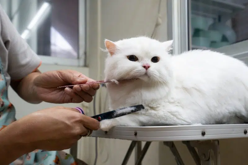 Mobile Haircut/Shave | Cat