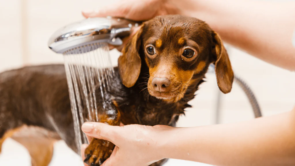 Basic Mobile Grooming | Small Dog (Without Haircut/Shave)