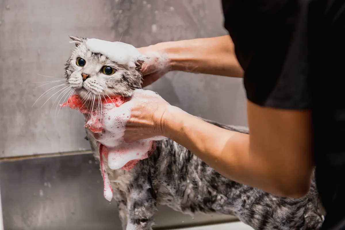 Mobile Shower & Blowdry | Cat