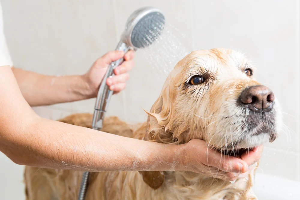 Basic Mobile Grooming | Medium Dog (Without Haircut/Shave)