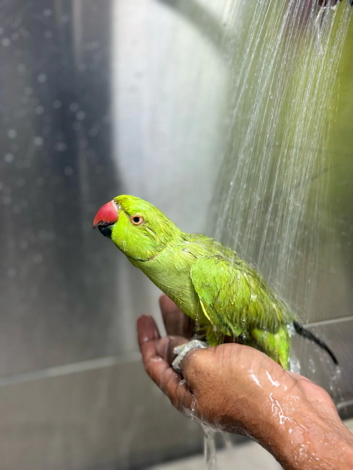 Full Mobile Grooming | Bird