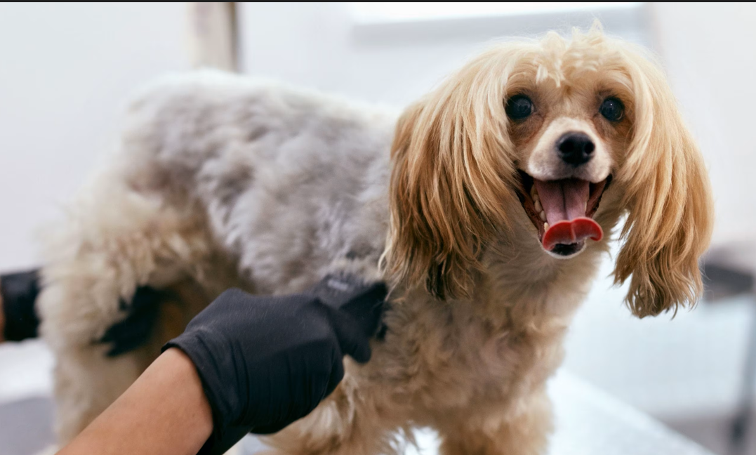 Mobile Haircut/Shave | Medium Dog (Without Shower&Blowdry)