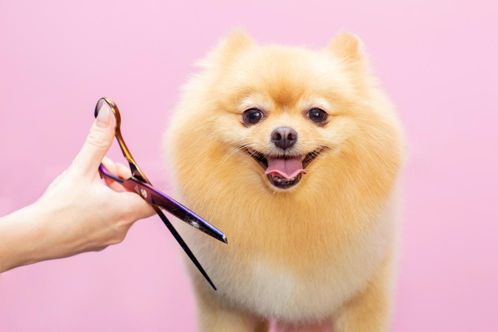 Mobile Haircut/Shave | Small Dog (Without Shower&Blowdry)