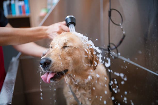 Mobile Shower & Blowdry | Large Dog (Without Haircut/Shave)