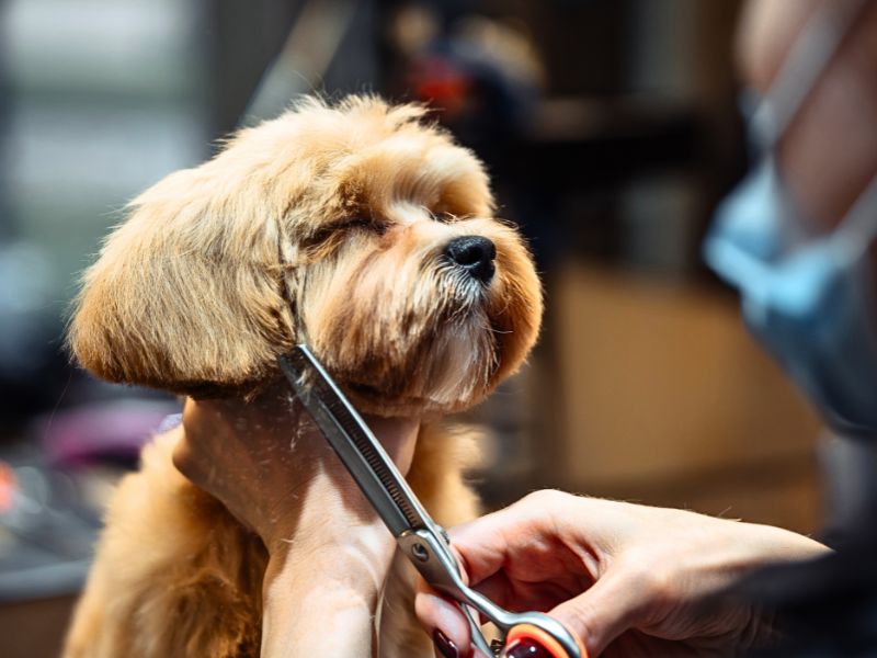 Full Mobile Grooming | Small Dog (Includes Haircut/Shave)