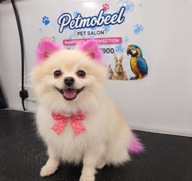 Petmobeel