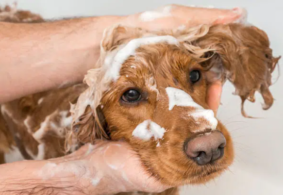 In Store Shower & Blowdry | X-Large Dog (Without Haircut/Shave)