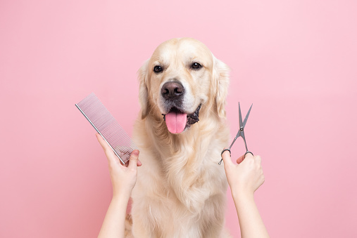 Basic In Store Grooming | X-Large Dog
