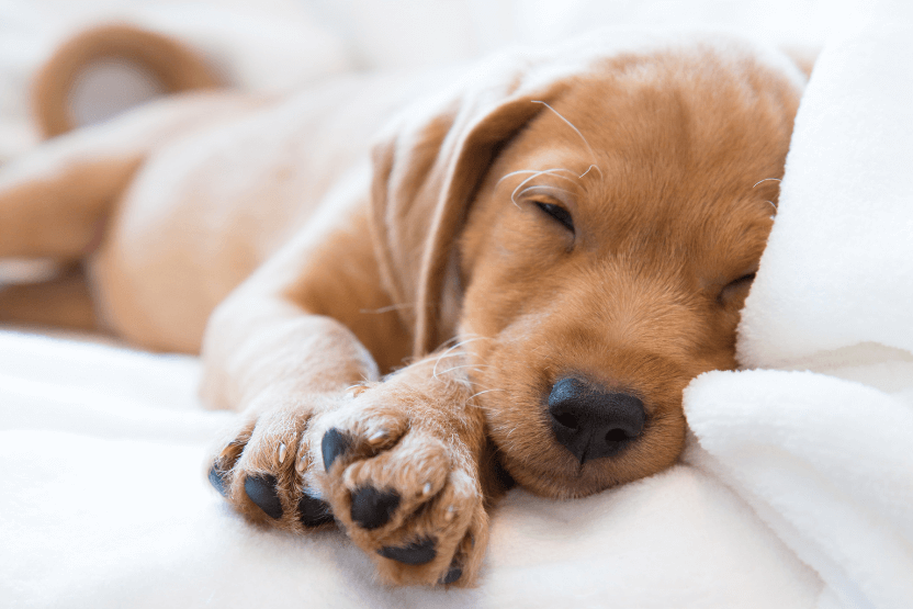 Daily Boarding - Deluxe Room | Medium Dog