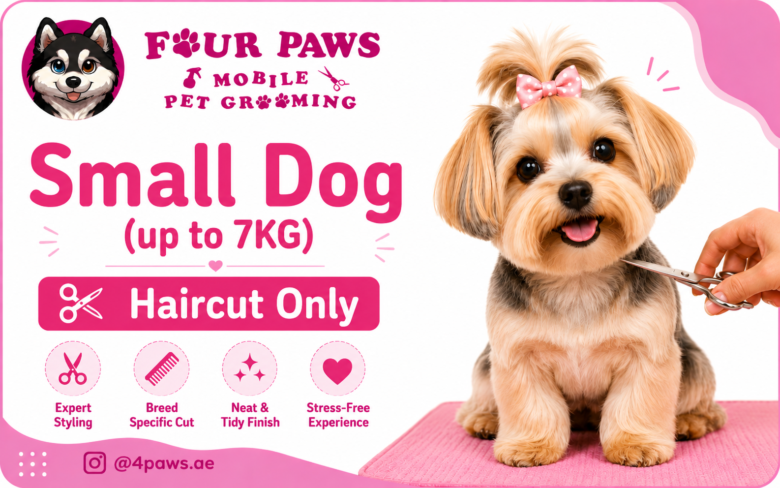 Haircut Only | Small Dog