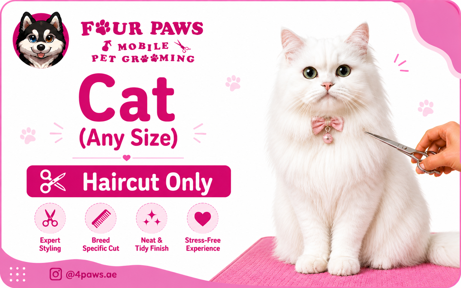 Haircut Only | Cat