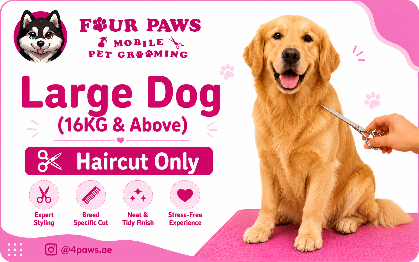 Haircut Only | Large Dog