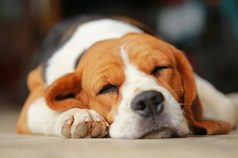 Daily Boarding - Luxury Villa | Large Dog