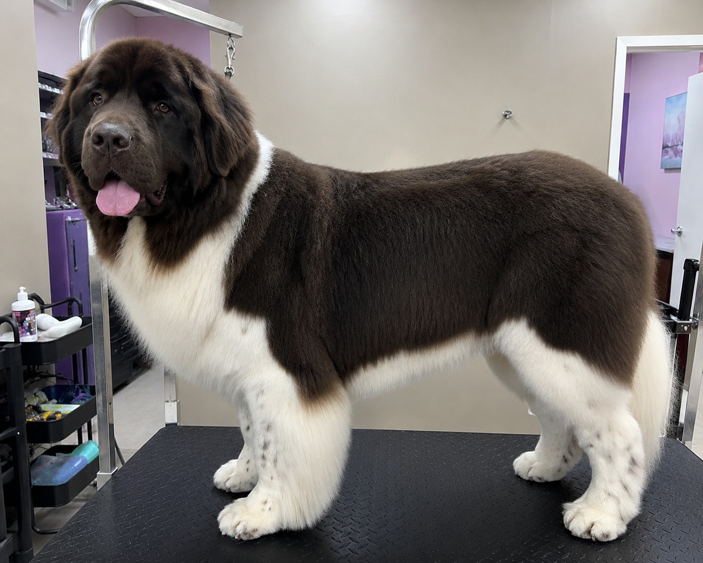 basic mobile grooming | Extra Large dog (without haircut/shave)
