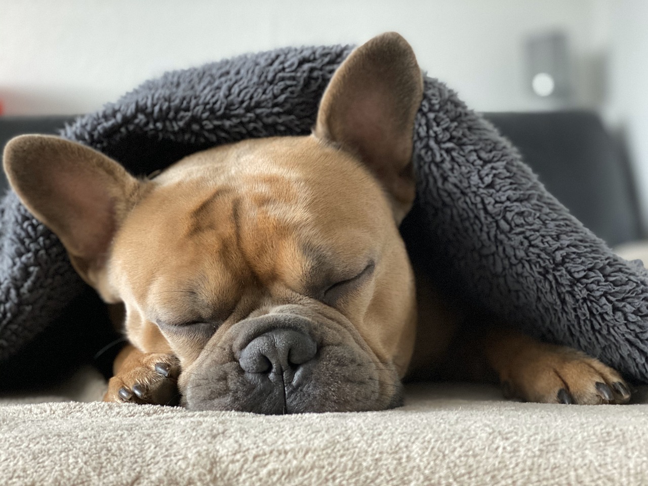 Daily Boarding - Extra Large Room | Small Dog