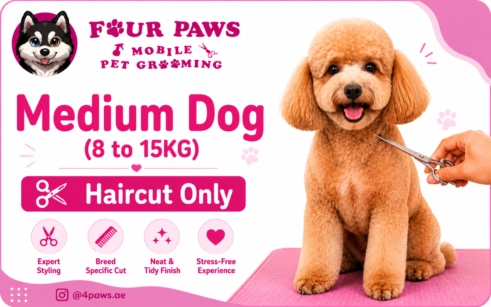 Haircut Only | Medium Dog